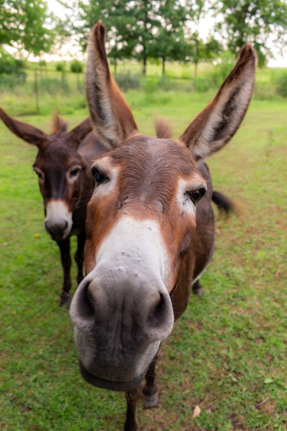 Donkeys